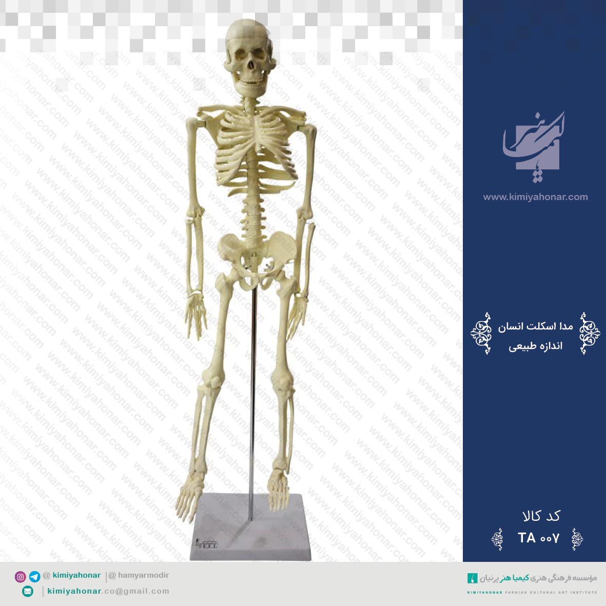 مدل اسکلت بدن انسان اندازه طبیعی